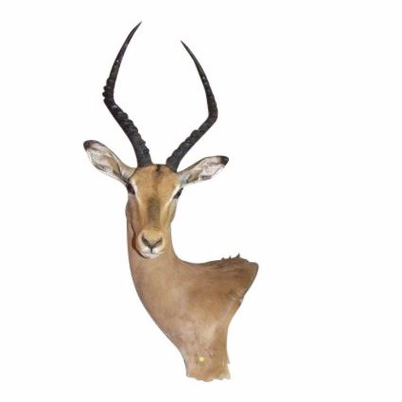 Impala Shoulder Mount - M