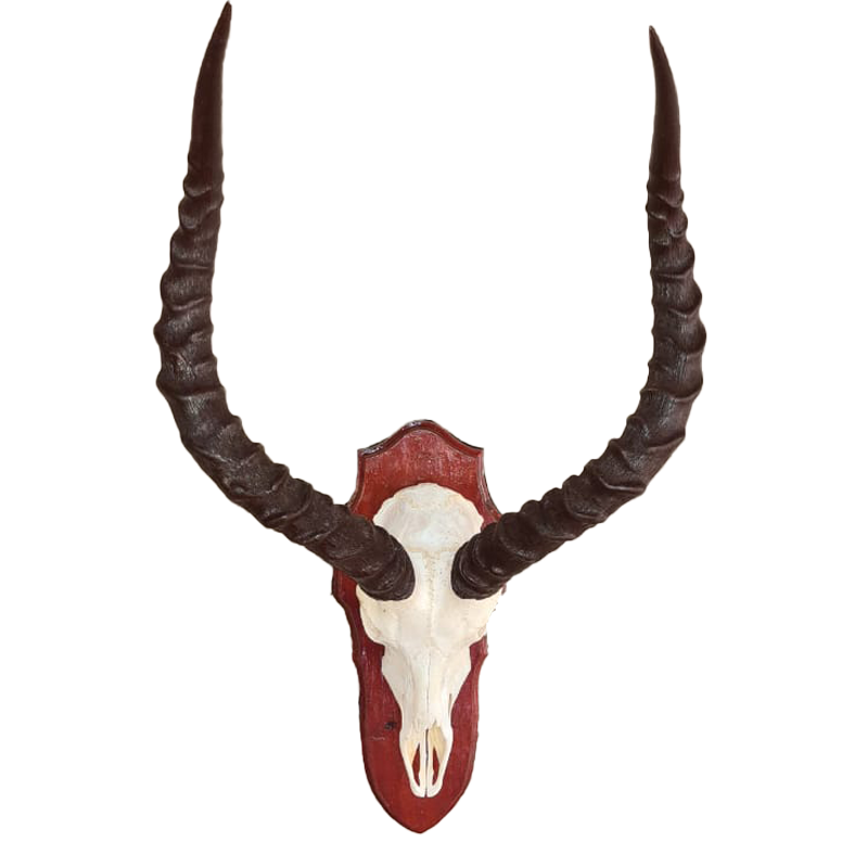 Impala Skull Mount - ISM103 - Image 2