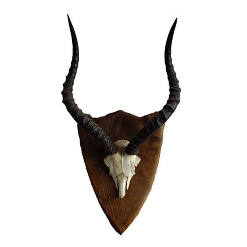Impala Skull Mount ISM1