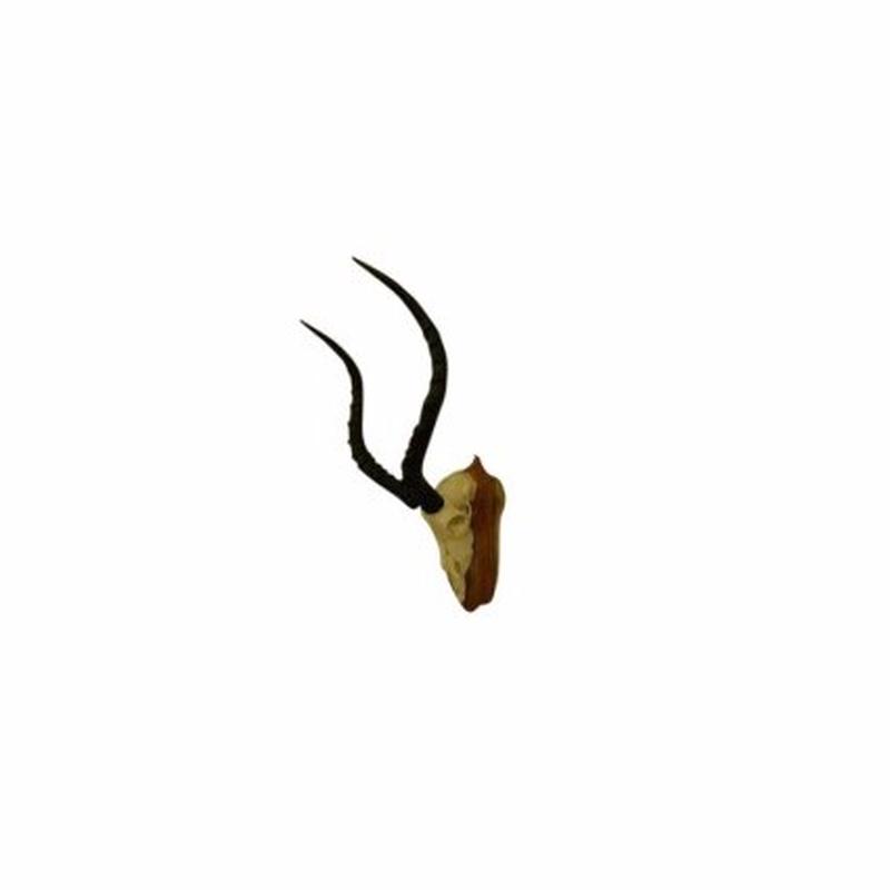 Impala Skull Mount ISM1