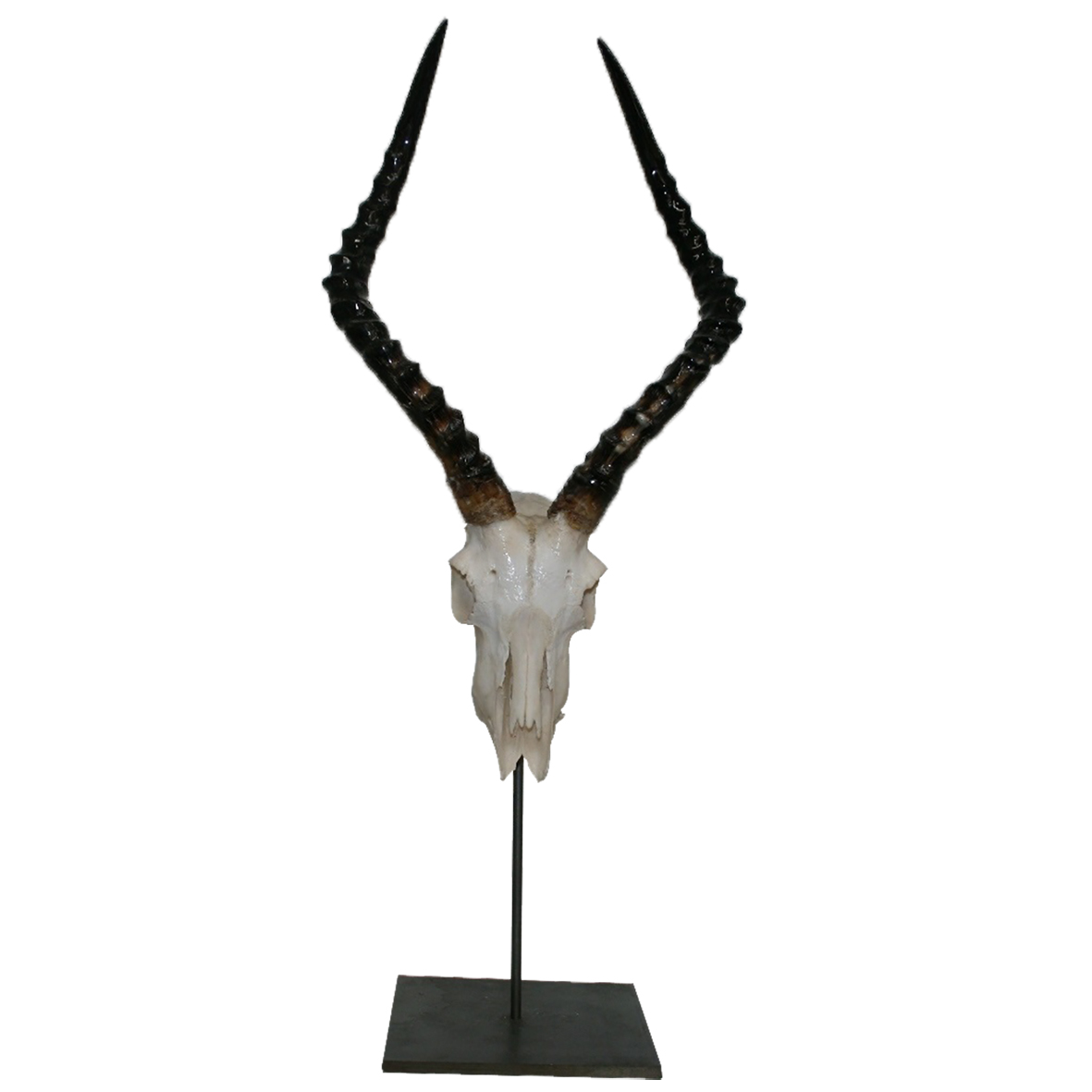 IMPALA SKULL ON METAL BASE