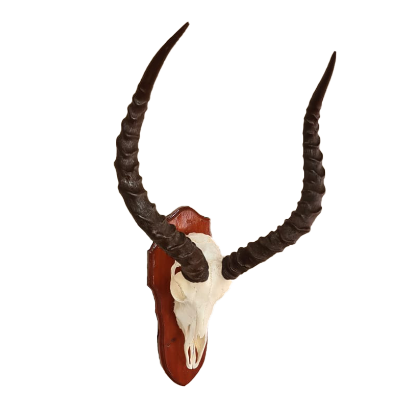 Impala Skull Mount - ISM103