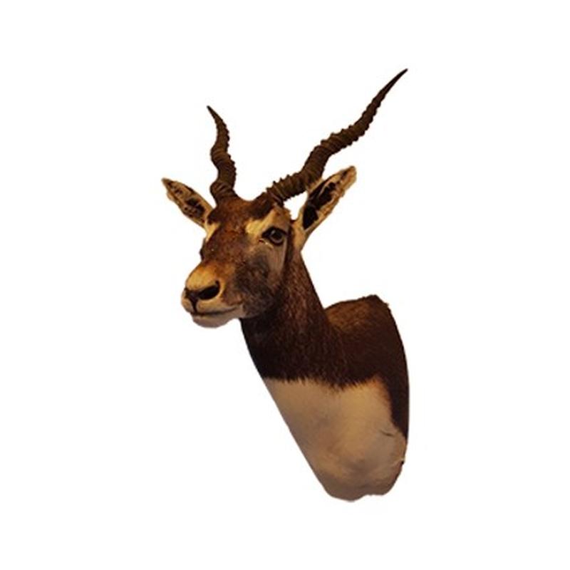 Indian Blackbuck Shoulder Mount