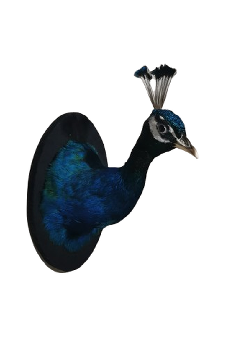 Indian Peafowl - Image 2
