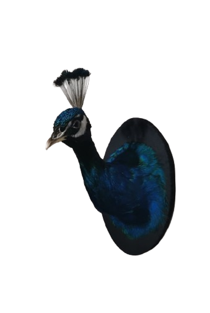 Indian Peafowl - Image 3