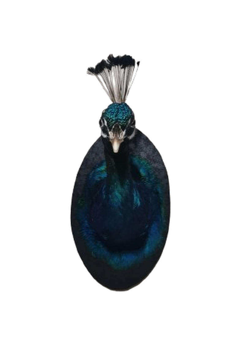Indian Peafowl