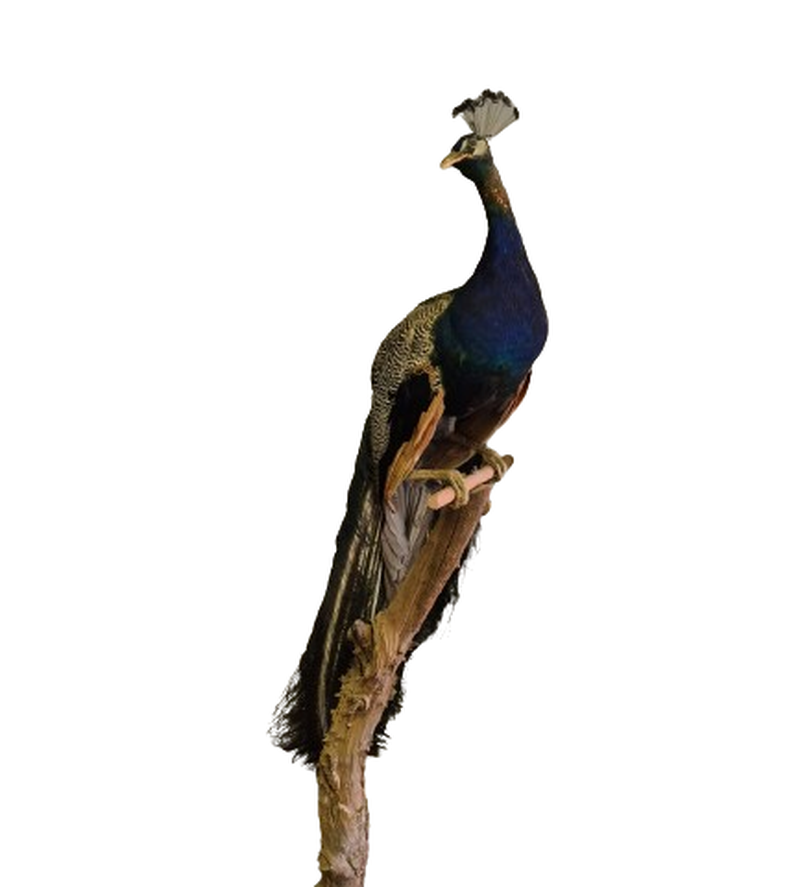 Indian Peafowl