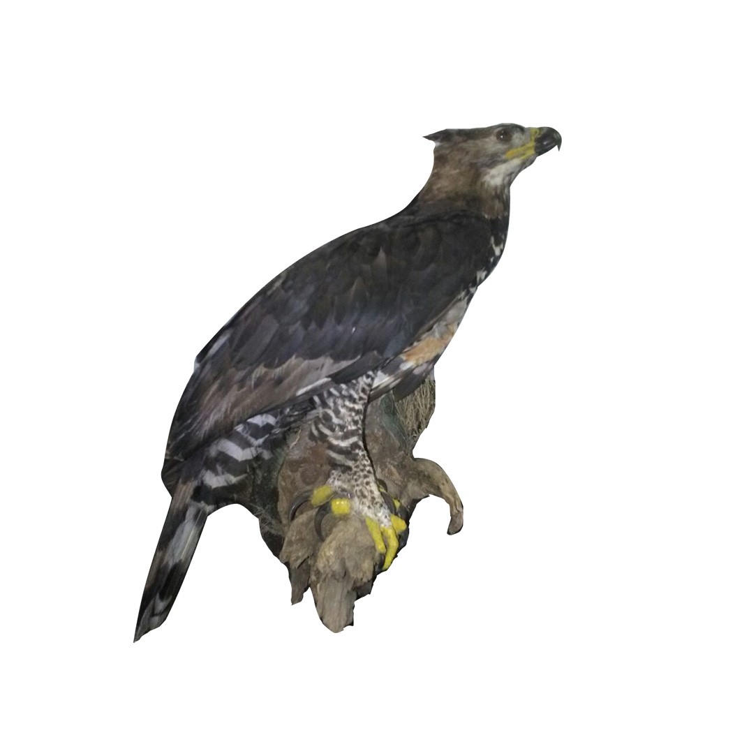 JACKAL BUZZARD