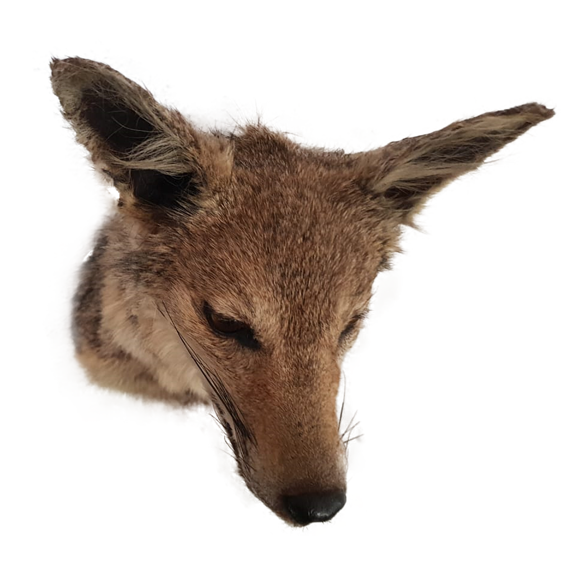 Jackal Full Mount - Image 2