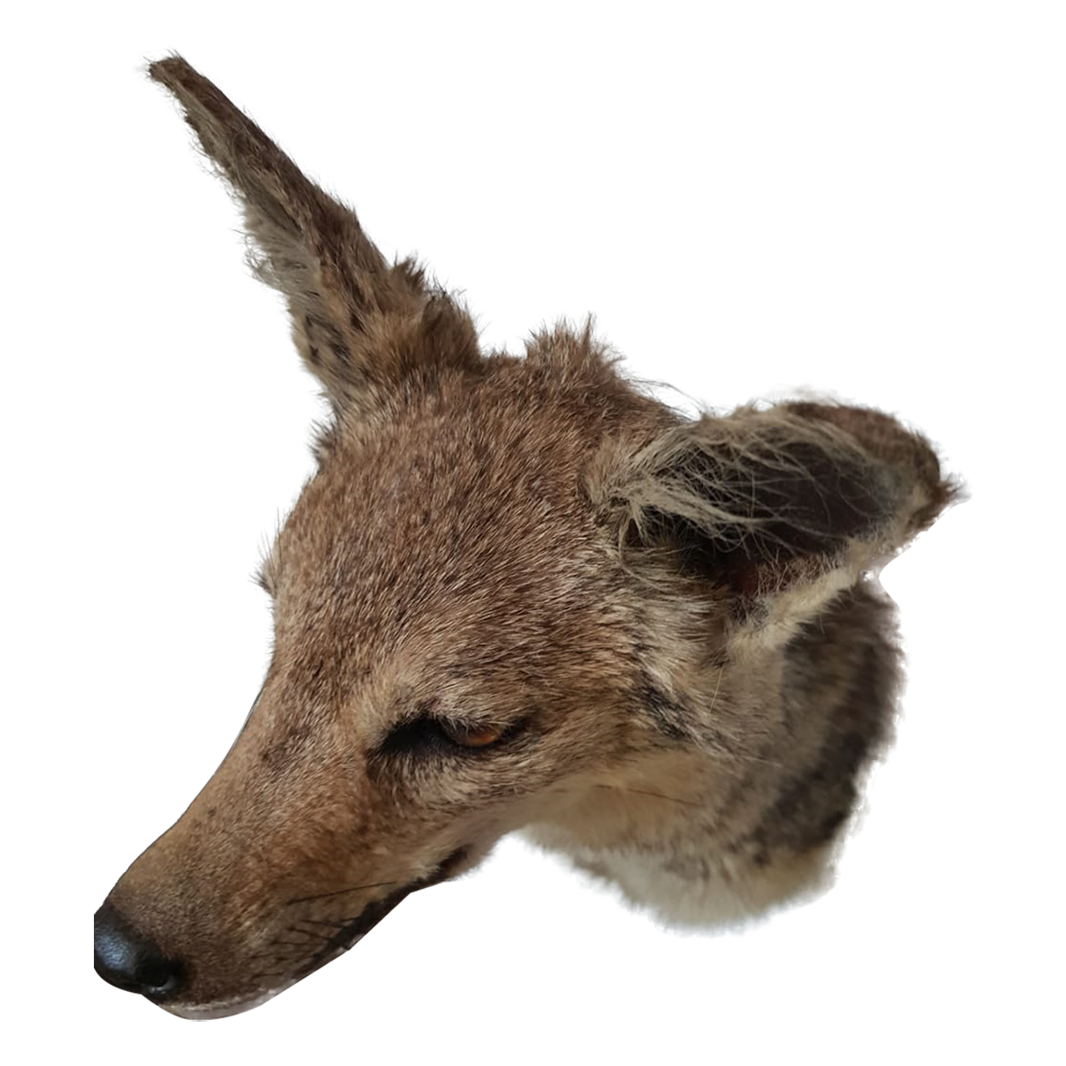 Jackal Full Mount - Image 3