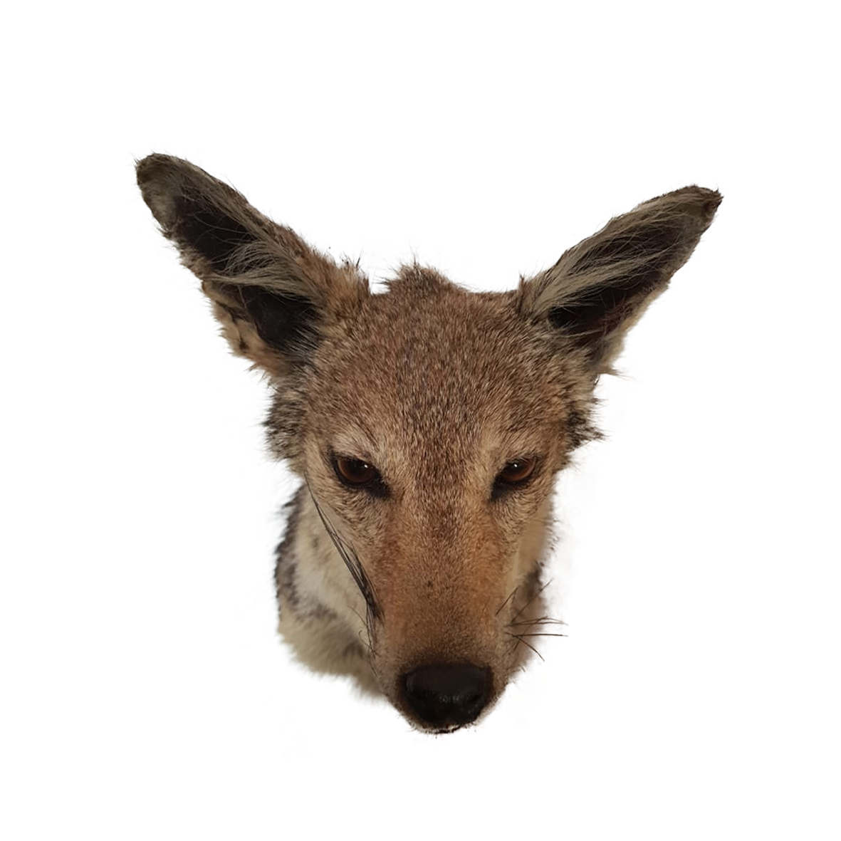 Jackal Full Mount - Image 5