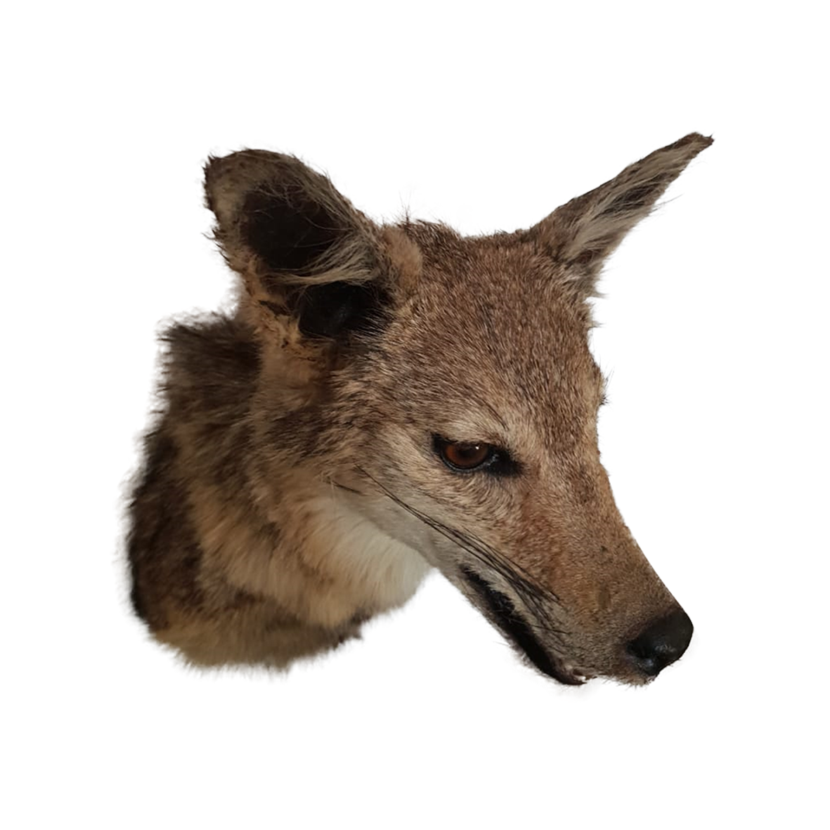 Jackal Full Mount