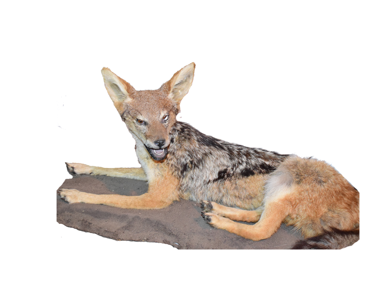 Jackal Full Mount - JFM 02 - Image 2