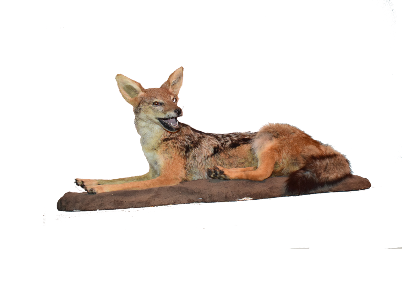 Jackal Full Mount - JFM 02