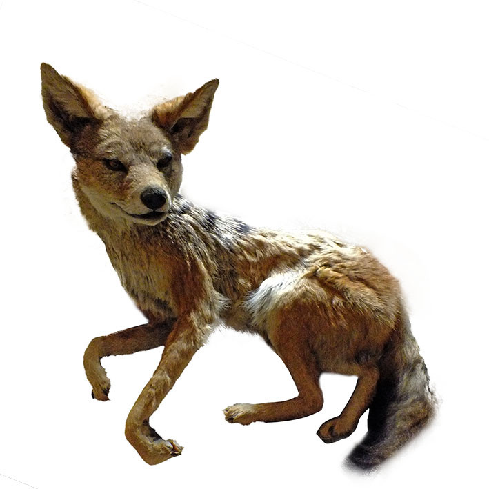 Jackal Full Mount - Lying Down JFM1 - Image 2