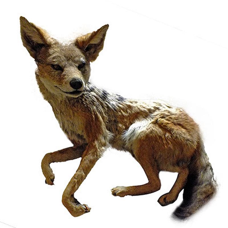 Jackal Full Mount - Lying Down JFM1 - Image 3