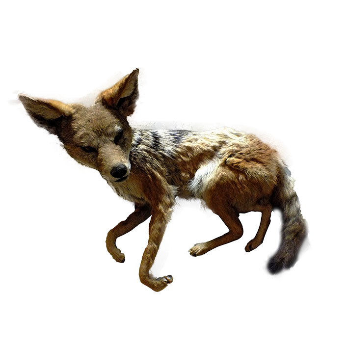Jackal Full Mount - Lying Down JFM1 - Image 4