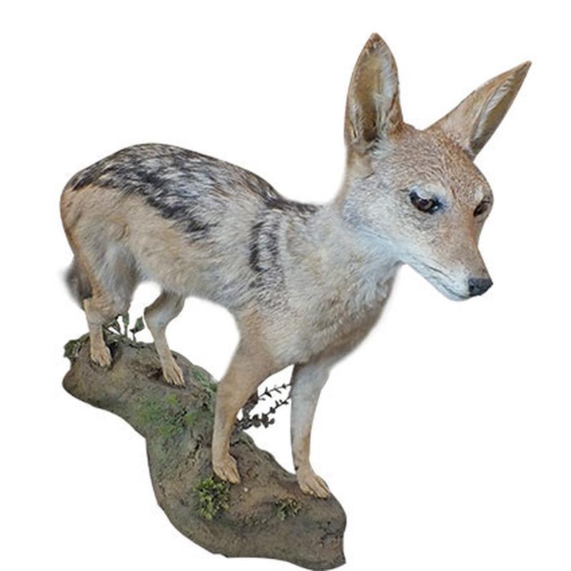 Jackal Full Mount On Base JFM1