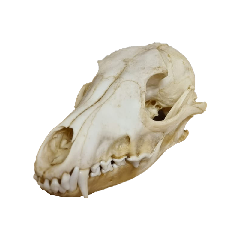 Jackal Skull - JS101 - Image 2