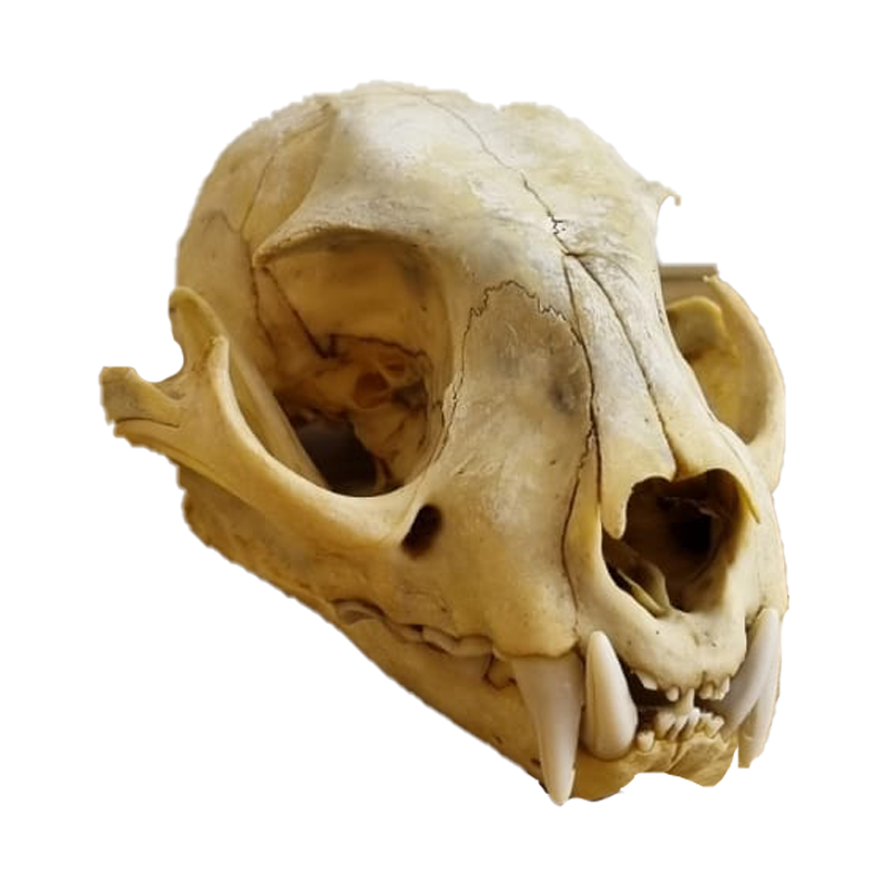 Jackal Skull - JS101 - Image 3