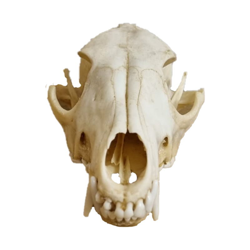 Jackal Skull - JS101