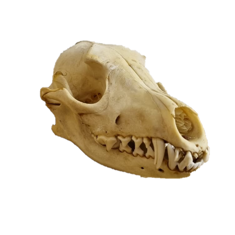 Jackal Skull - JS102 - Image 2