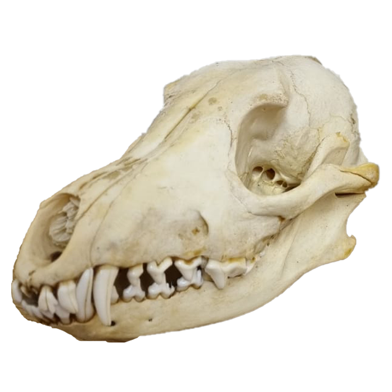 Jackal Skull - JS102 - Image 3