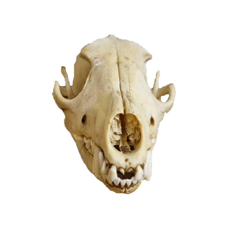 Jackal Skull - JS102