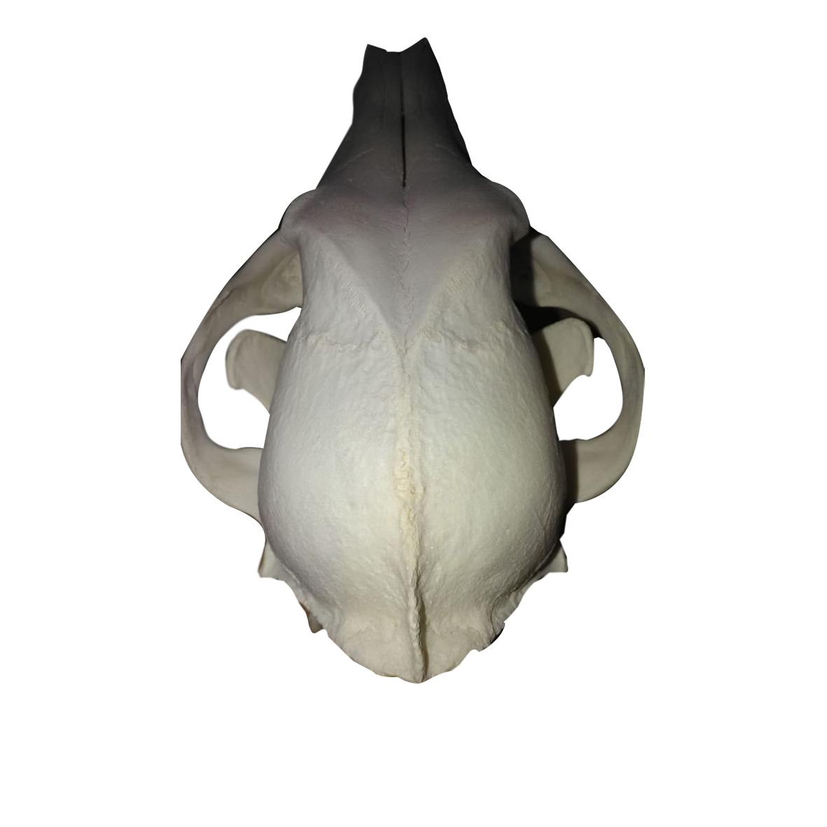 JACKAL SKULL JSM01 - Image 3
