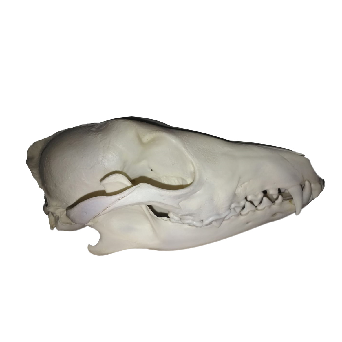 JACKAL SKULL JSM01 - Image 4
