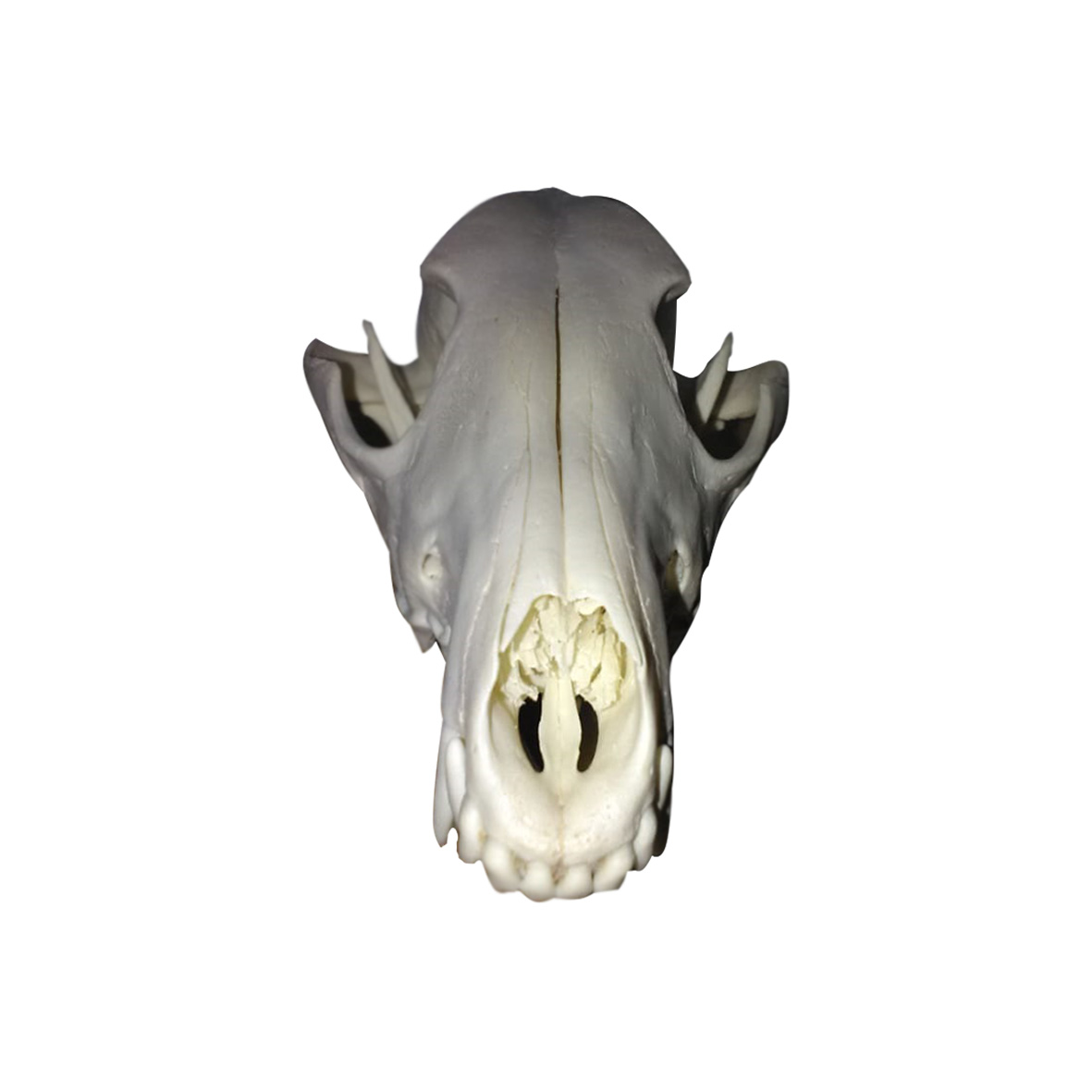 JACKAL SKULL JSM01