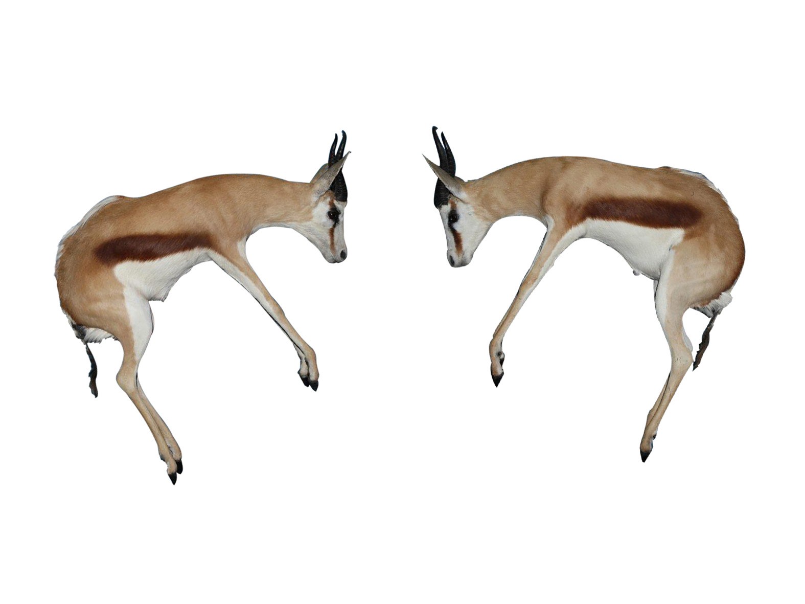 JUMPING SPRINGBOK - PAIR - Image 2