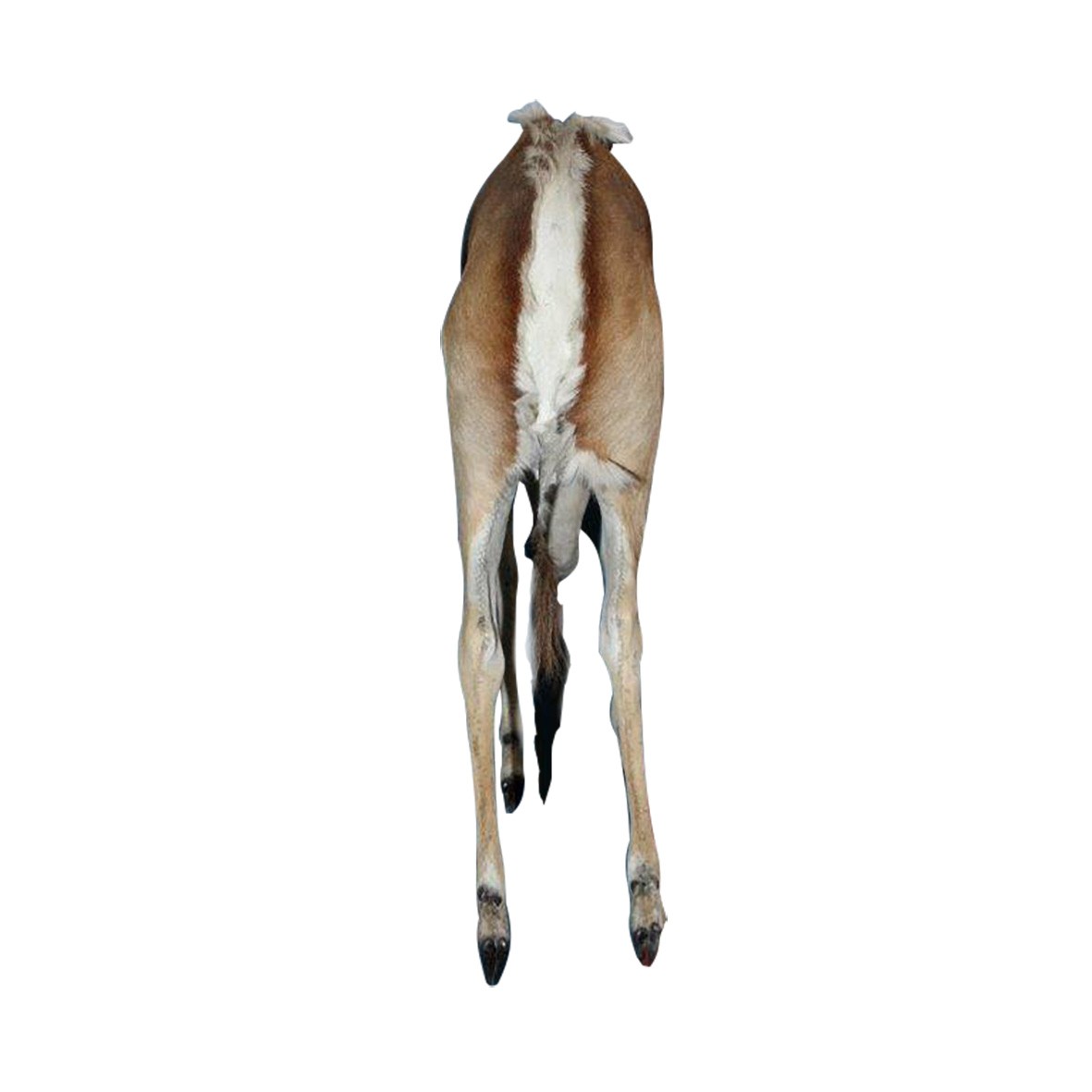 JUMPING SPRINGBOK - PAIR - Image 3