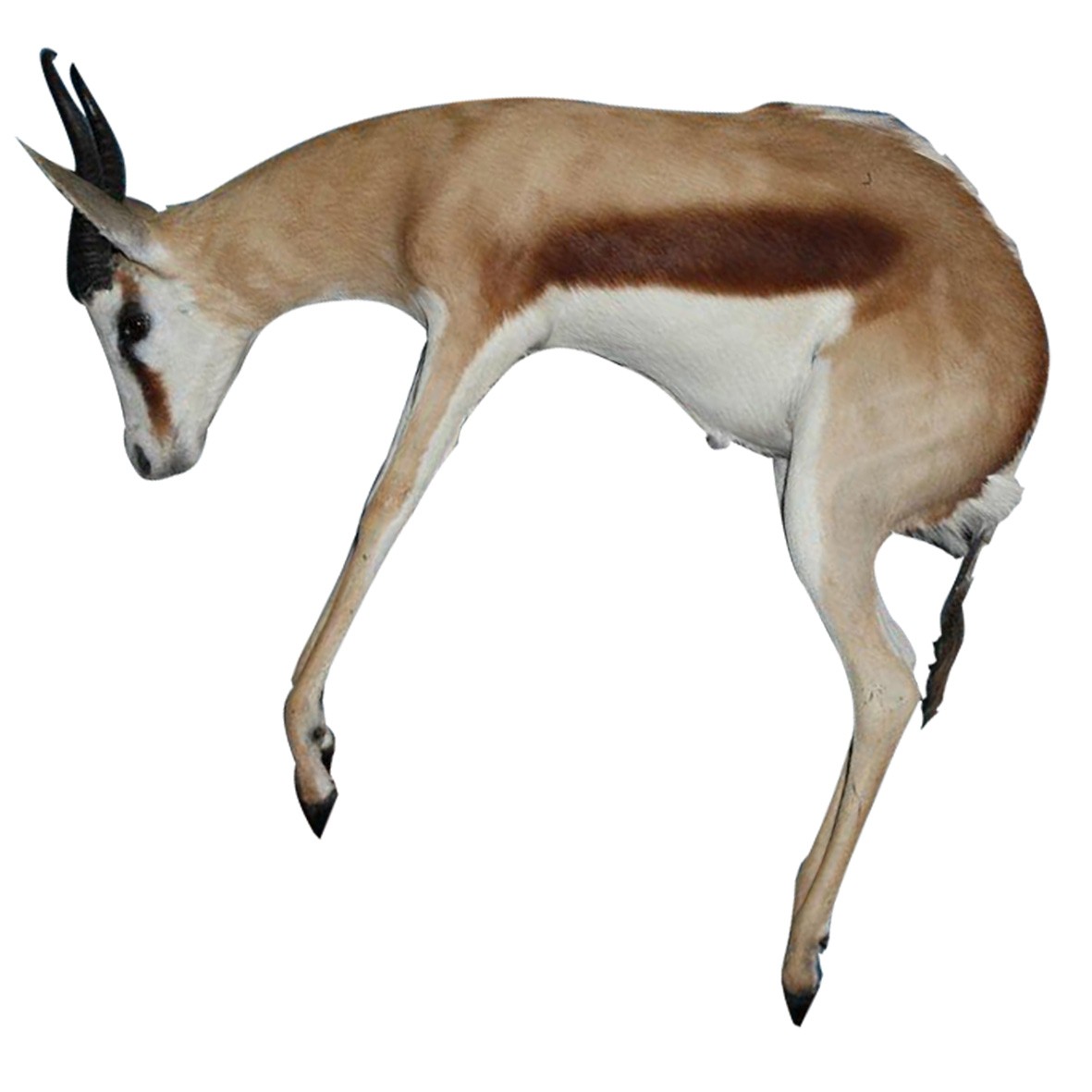 JUMPING SPRINGBOK - PAIR - Image 4