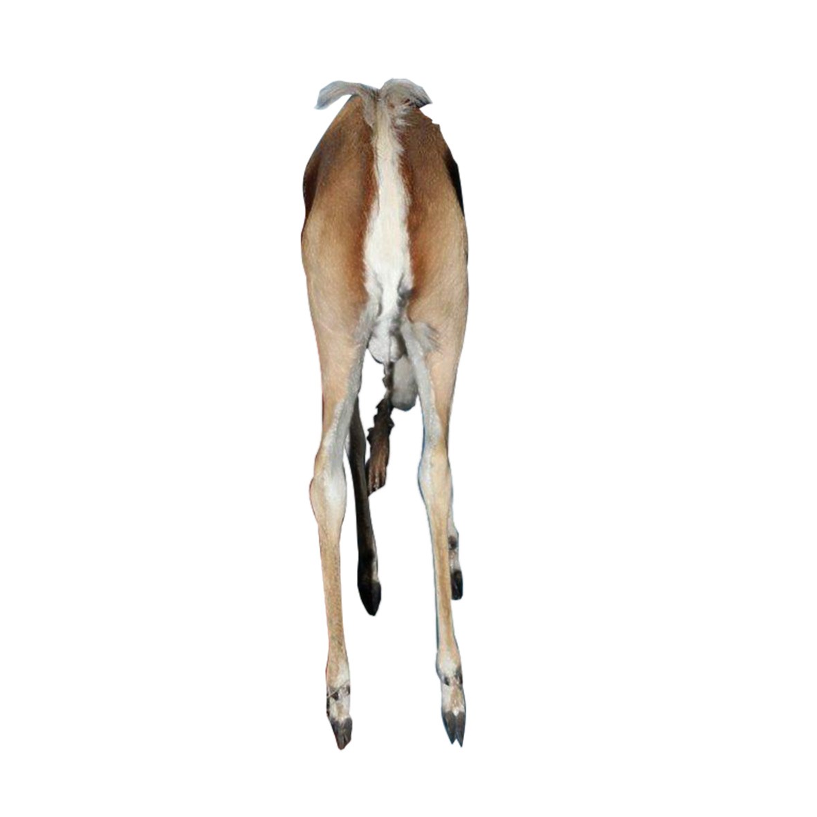 JUMPING SPRINGBOK - PAIR - Image 5