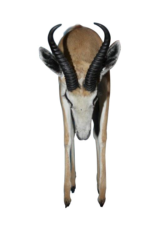 JUMPING SPRINGBOK - PAIR - Image 6