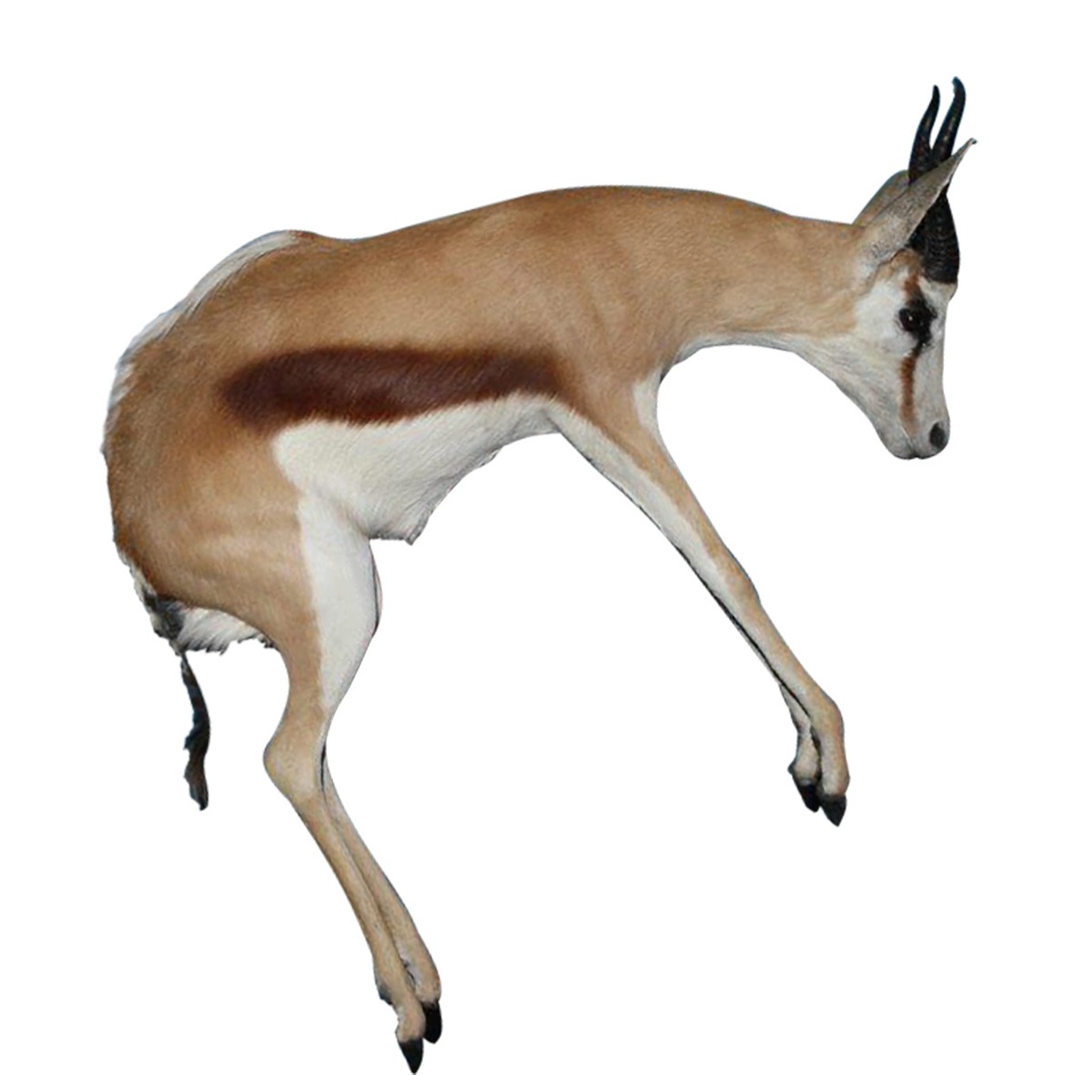 JUMPING SPRINGBOK - PAIR - Image 7