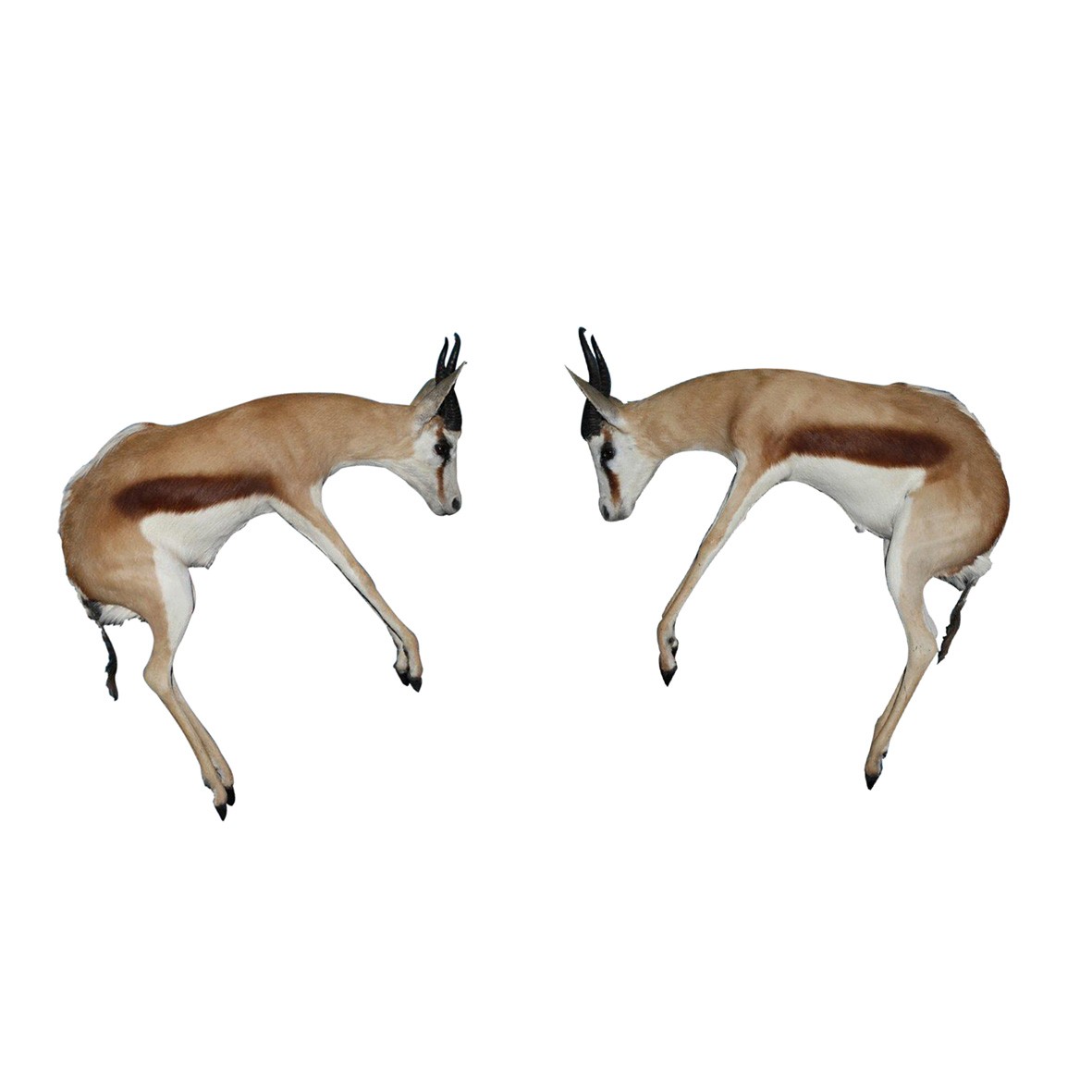 JUMPING SPRINGBOK - PAIR