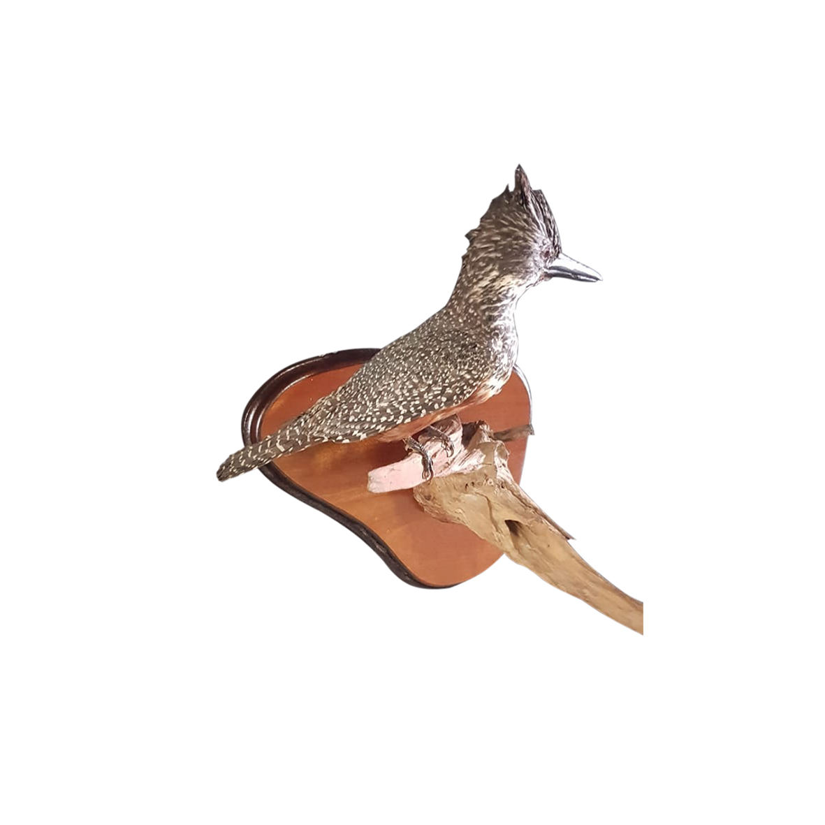 KING FISHER FULL MOUNT - Image 2
