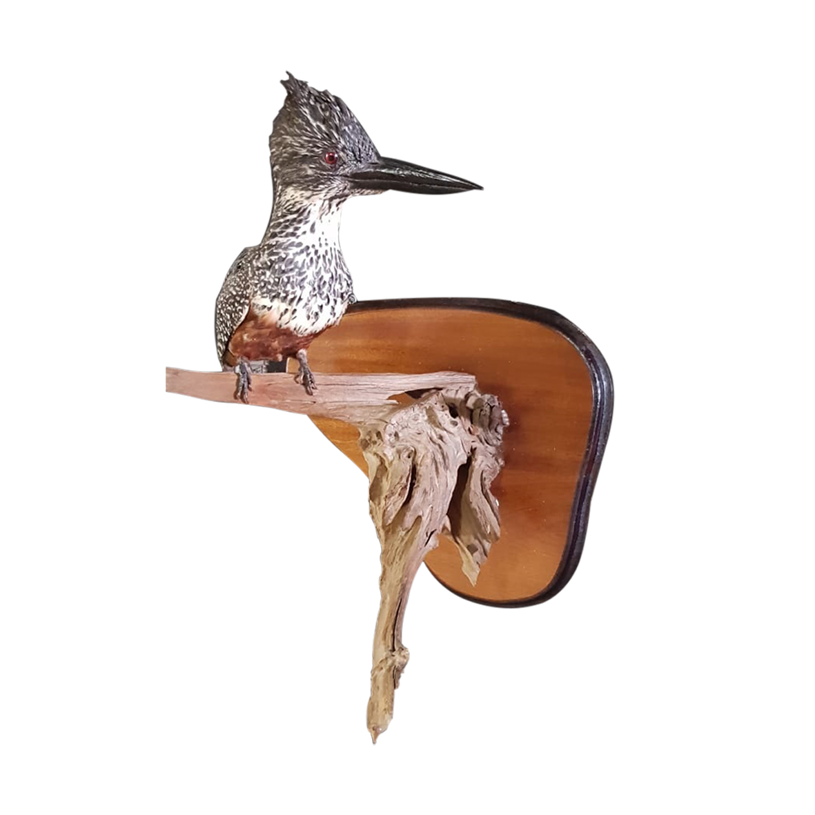 KING FISHER FULL MOUNT
