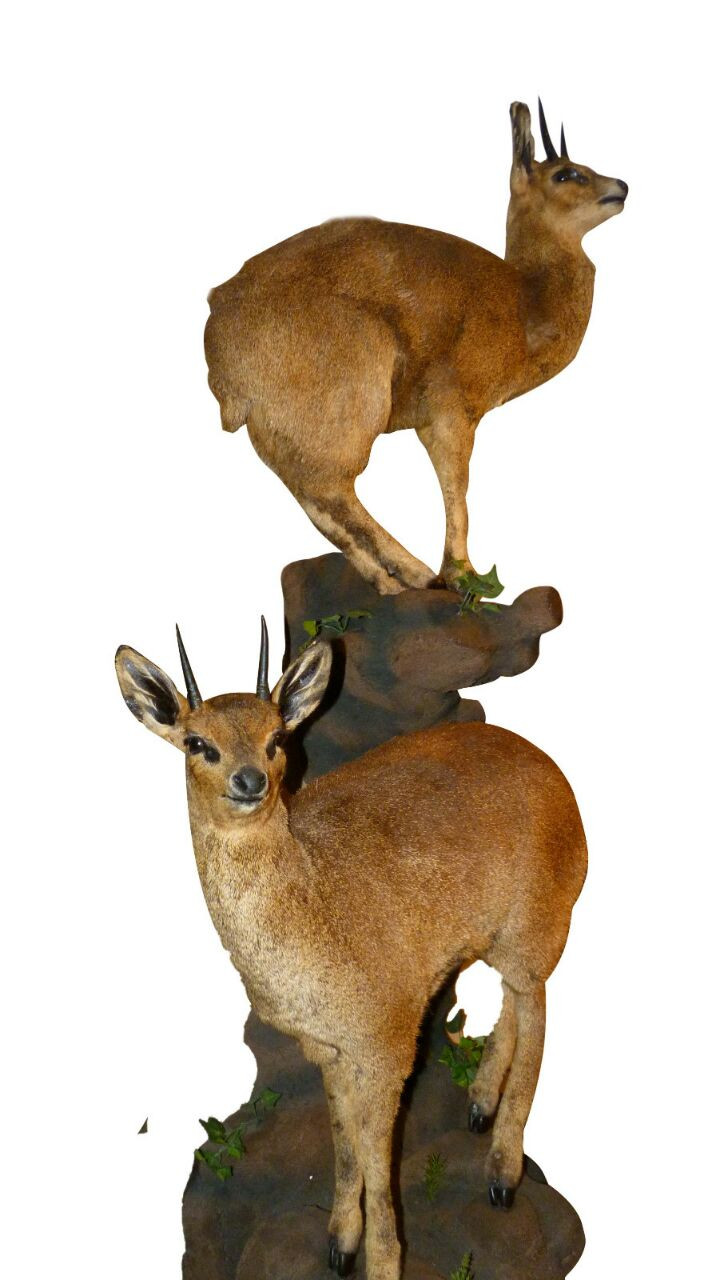 Klipspringer Full Mount Pair RDF1 - Image 2