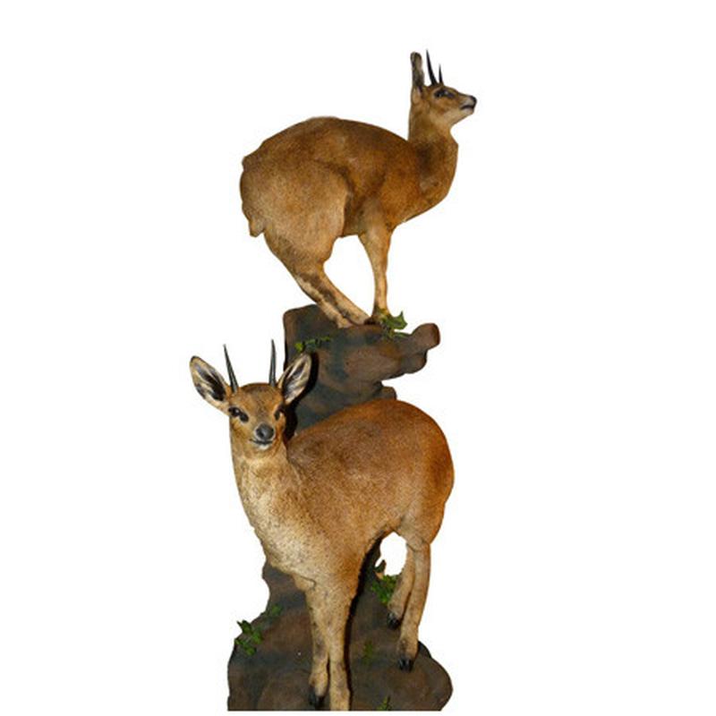 Klipspringer Full Mount Pair RDF1