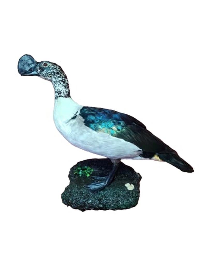 Knob - Billed Duck