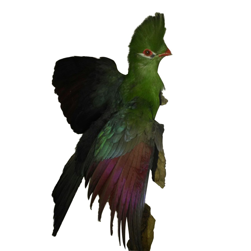 KNYSNA TAURACO