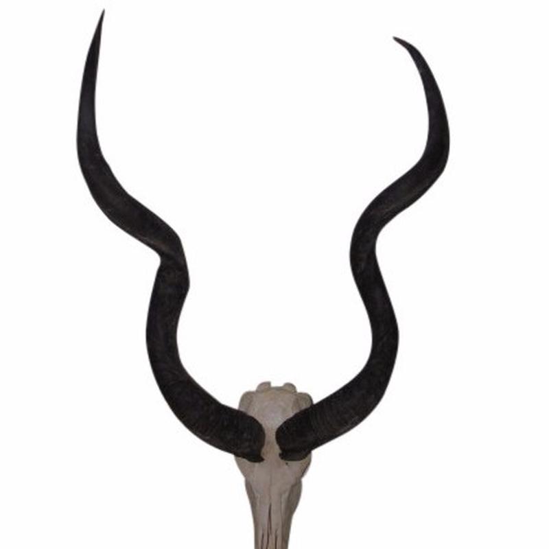 Kudu Horns & Skull KHS1