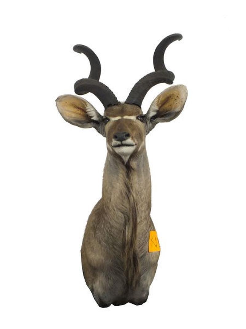 Kudu Shoulder Mount For Sale K1 - Image 2