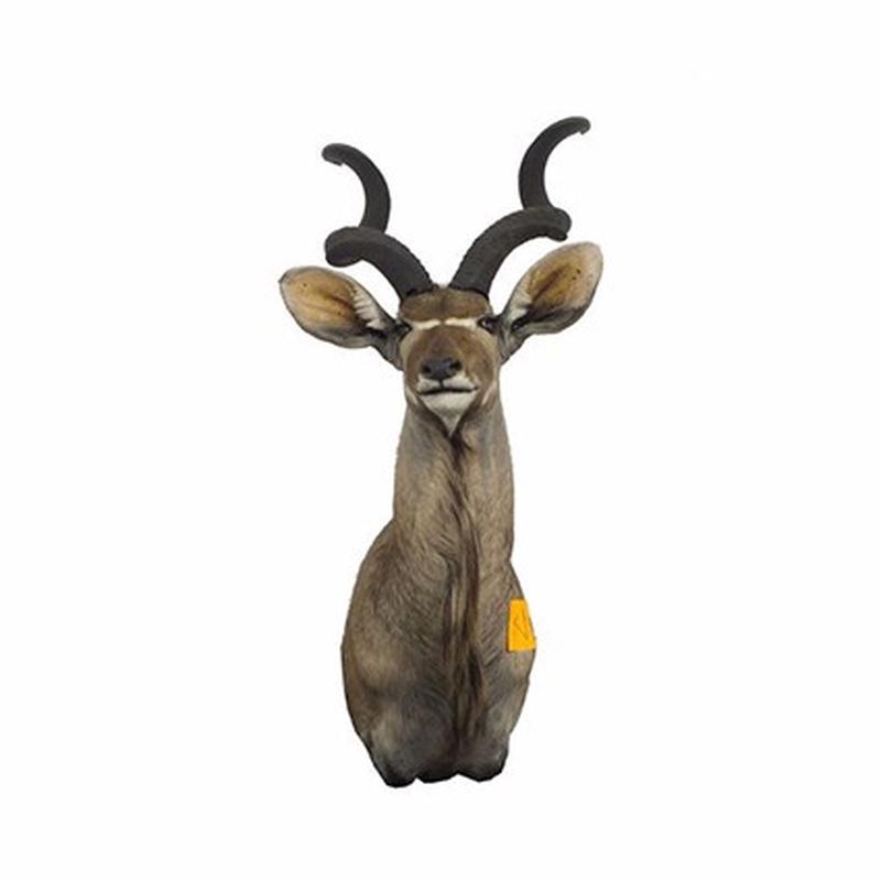 Kudu Shoulder Mount For Sale K1