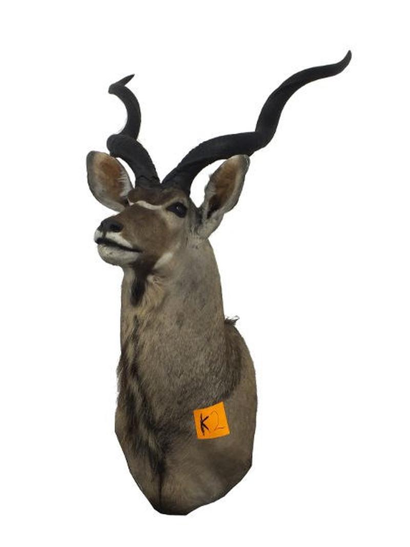 Kudu Shoulder Mount For Sale K2 - Image 2