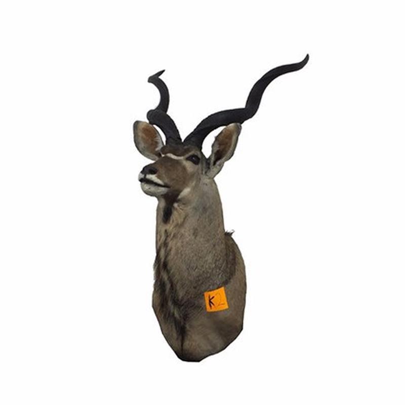 Kudu Shoulder Mount For Sale K2