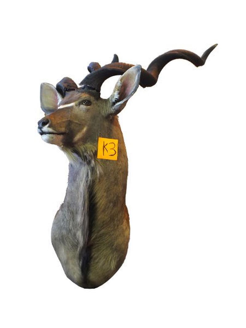 Kudu Shoulder Mount For Sale K3 - Image 2